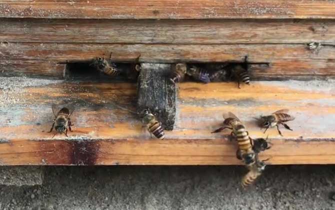 一箱蜂有多少雄蜂才正常