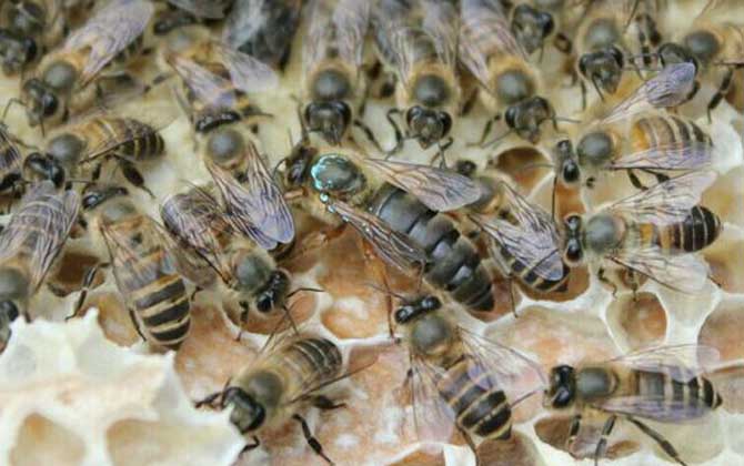 一只蜂王需要多少只雄蜂