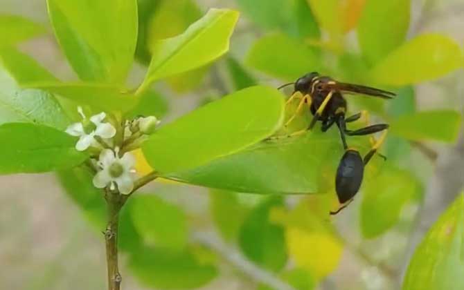 细腰蜂怕什么味道