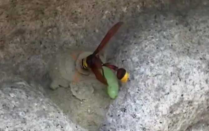 细腰蜂在家里筑巢预示着什么