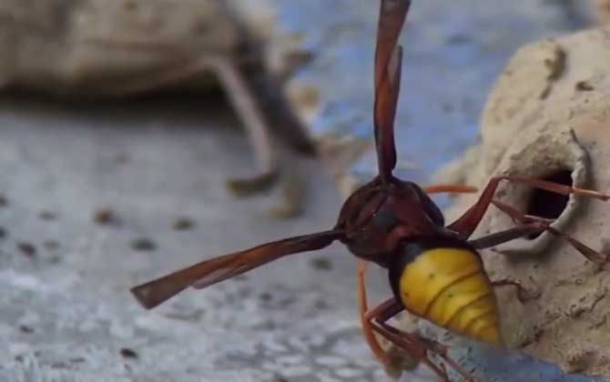 细腰蜂一般在哪里筑巢