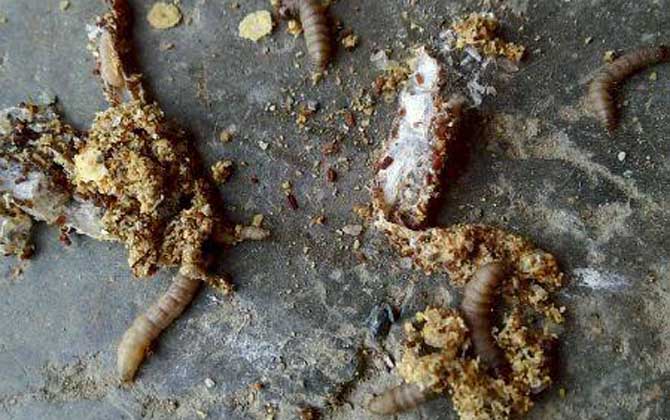 蜂箱有巢虫怎样根治