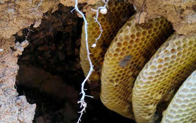 蜜蜂会在哪里筑巢选址极为苛刻,不满足这些条件绝不安“家”