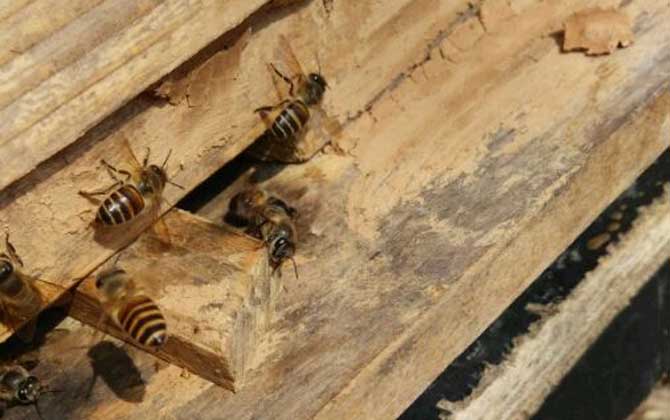 养蜂不仅要技术，还要养蜂工具，这些工具可使蜜蜂养殖事半功倍