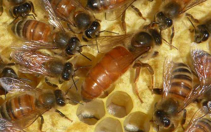 蜂王虽然被称为王，但并不是“王”，蜂群实际上是工蜂“当家”