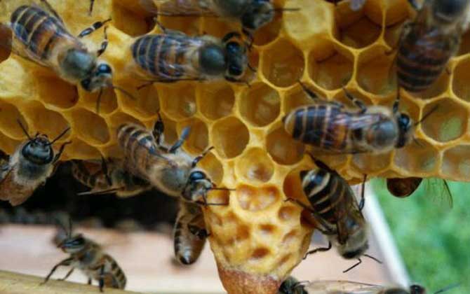 “分蜂热”的原因，无非这几个，清楚后才能彻底解除“分蜂热”