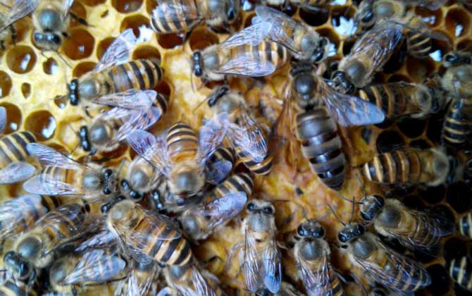 蜂种是养蜂效益的关键，试试这几种方法，人工选择改良蜂种质量