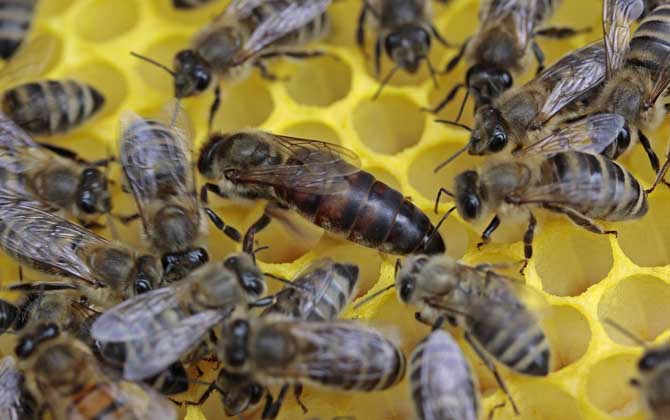 怎样鉴别蜂王的好坏按这几个标准，优质王还是劣质王一目了然