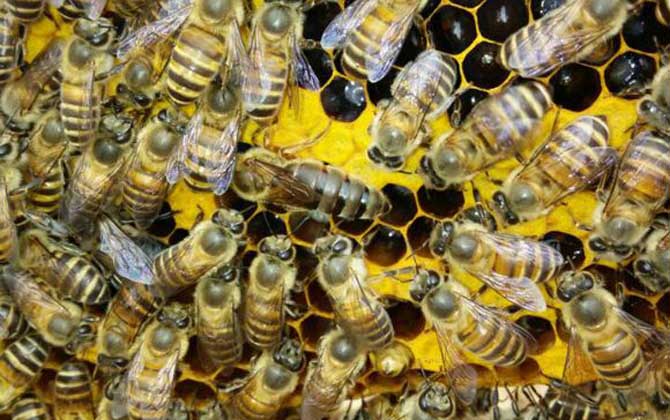 直接介王易围王，像这样间接介王，不但蜂王安全，成功率也极高