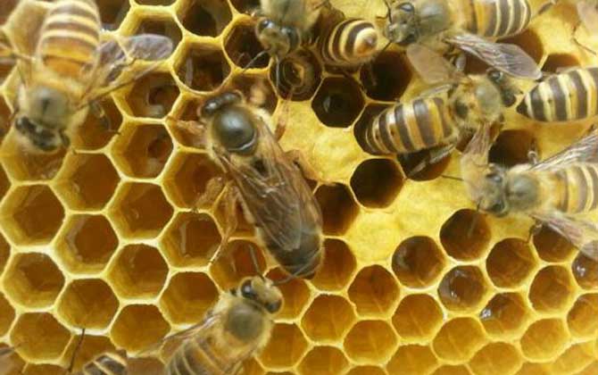 养蜂为什么要换蜂王看完这几个原因，你就知道换王有多重要了