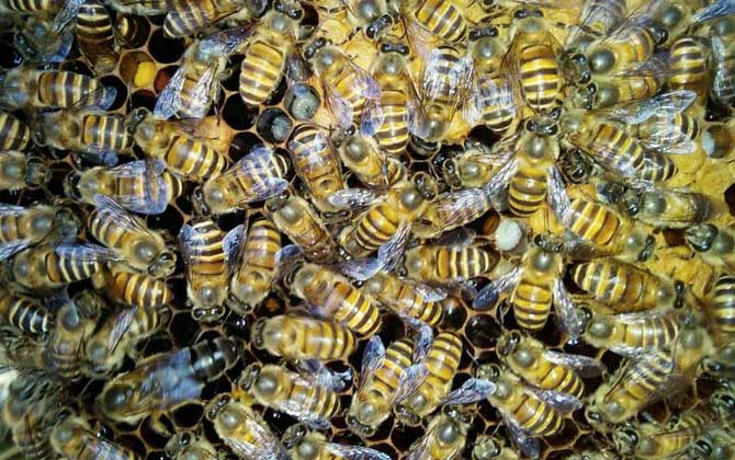 饲料是蜂群越冬的关键，像这样饲喂，确保蜂群有充足的饲料越冬