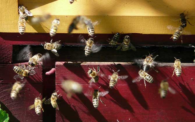 养蜂人为什么越来越少难道养蜂不赚钱,真相说出来你可能不信