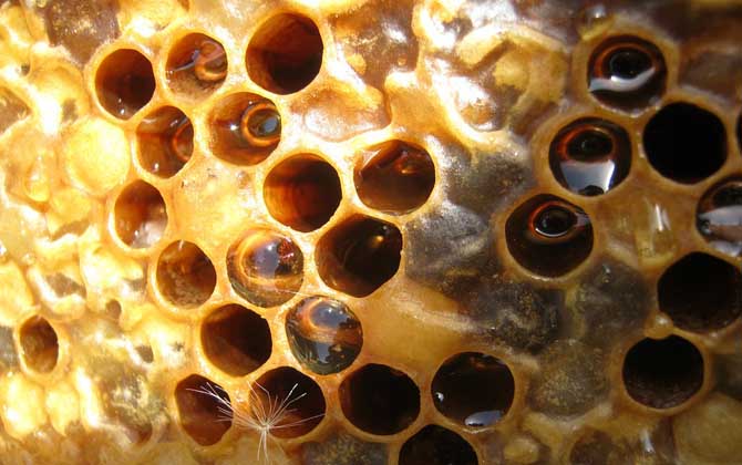 蜂箱取出的未必是真蜂蜜，小心这3种“蜜”，后面2种纯粹是假的