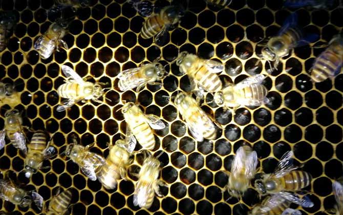 春季起王台怎么处理毁台只能“治标”，像这样做才能“治本”