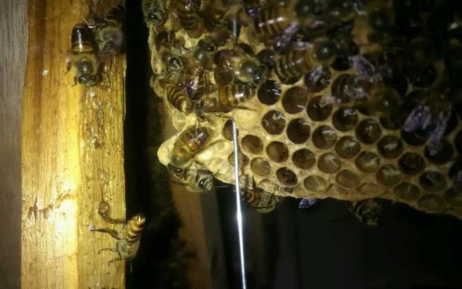 蛋群一定会灭亡还有救,像这样管理,完全有可能恢复成强群