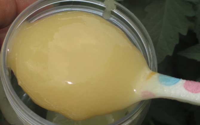 蜂蜜结晶好还是不结晶好没有定论，但完全不能结晶肯定是假蜜