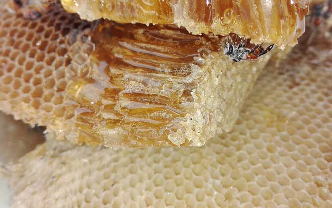 蜂蜜怎么样才算好的没有明确的标准，自然成熟蜜都算是好蜂蜜