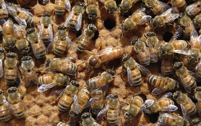 工蜂杀死蜂王是什么回事清楚工蜂和蜂王的关系，你就知道原因了