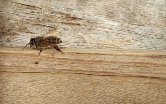 空蜂箱怎么引来蜜蜂搞清楚这5个关键点，野生蜜蜂一群一群的来