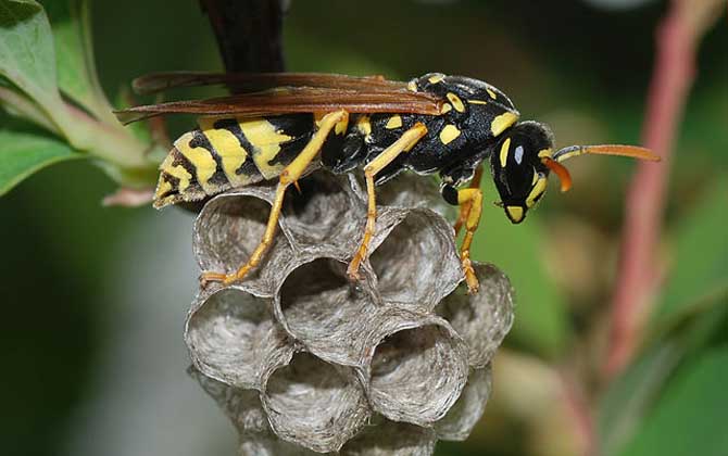 马蜂窝捅了后多久会走没有固定的时间，一般1～3天便会飞走