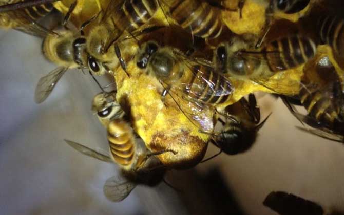 人工分蜂方法有哪些主要有三种，从效果上看最好的是第一种