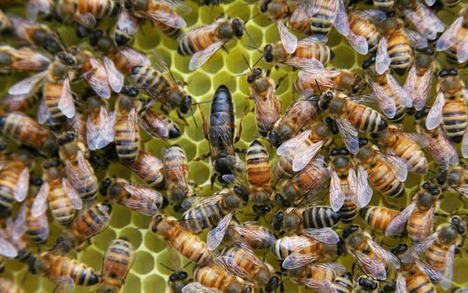 蜂王、工蜂、雄蜂有什么区别形态、发育、职责、寿命均不同