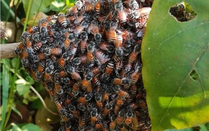 黑小蜜蜂是什么蜂蜜蜂的一种，我国分布在云南南部热带地区