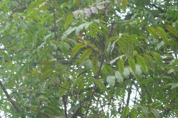 什么是土条子树,一般是指紫穗槐