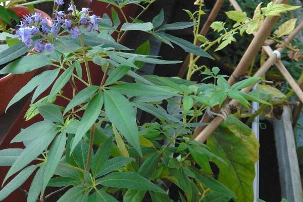 什么是土条子树,一般是指紫穗槐