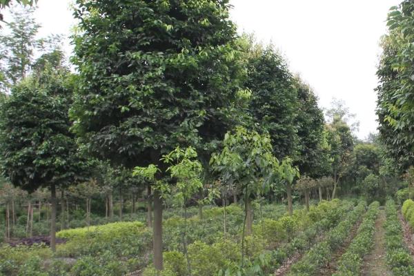 什么是土条子树,一般是指紫穗槐