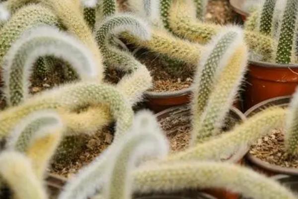 猴尾柱烂根如何处理,可剪除腐烂部位、消毒后重新上盆