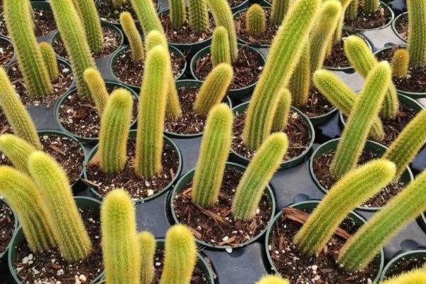 猴尾柱烂根如何处理,可剪除腐烂部位、消毒后重新上盆