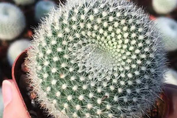 如何养殖白雪光，发育旺期每隔15-20天追施1次肥料