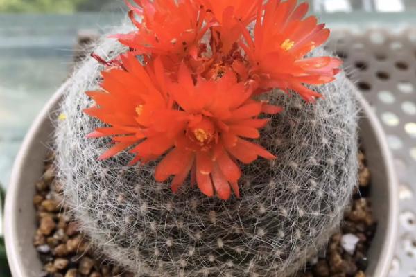 如何养殖白雪光，发育旺期每隔15-20天追施1次肥料