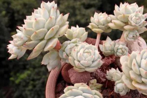 静夜多肉黑腐前有什么征兆，会出现茎部变黑、叶片化水的情况