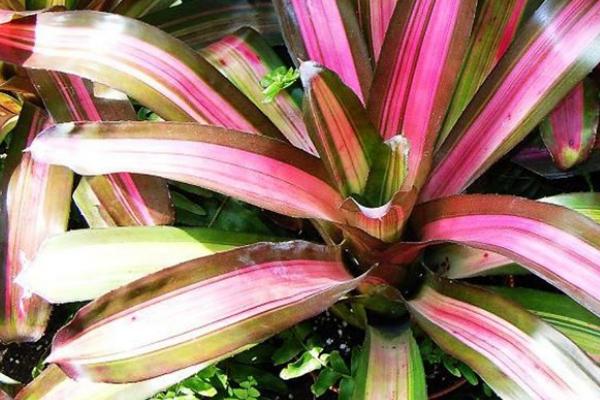 金边五彩凤梨的养护要点,生长期间可每隔3-4天浇1次水