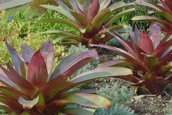 金边五彩凤梨的养护要点,生长期间可每隔3-4天浇1次水