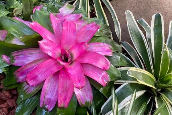 金边五彩凤梨的养护要点,生长期间可每隔3-4天浇1次水