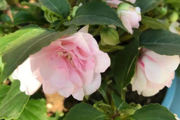 水梅花掉骨朵的原因,可能是低温、少光、积水等原因所导致