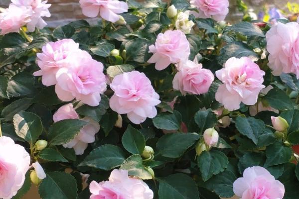 水梅花掉骨朵的原因,可能是低温、少光、积水等原因所导致