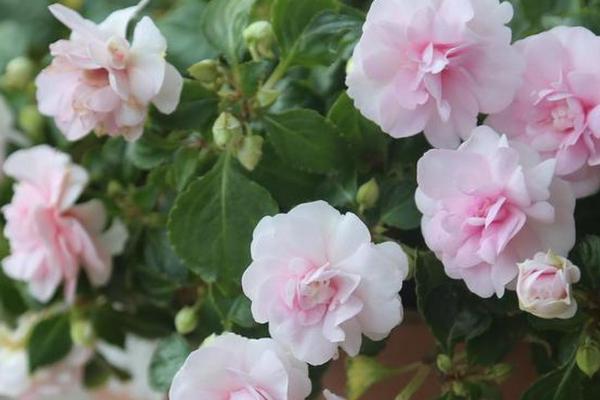 水梅花掉骨朵的原因,可能是低温、少光、积水等原因所导致