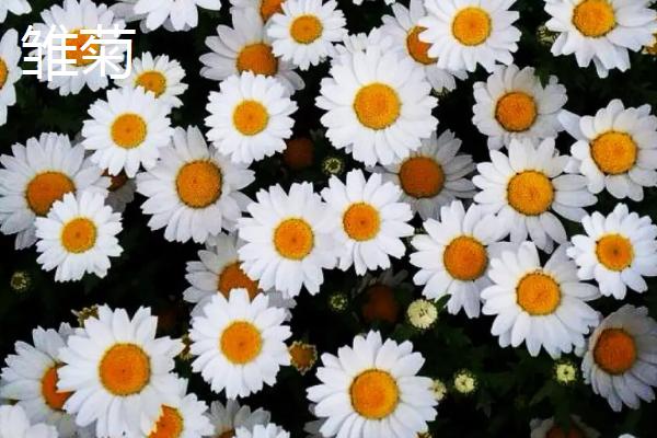 雏菊和多头菊的区别，花型完全不同