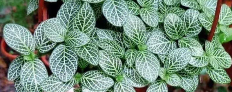 怎么修剪爆盆的网纹草,可剪除枝叶顶端的幼芽
