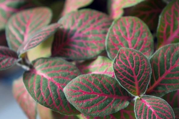 怎么修剪爆盆的网纹草,可剪除枝叶顶端的幼芽