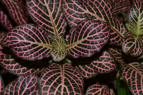 怎么修剪爆盆的网纹草,可剪除枝叶顶端的幼芽