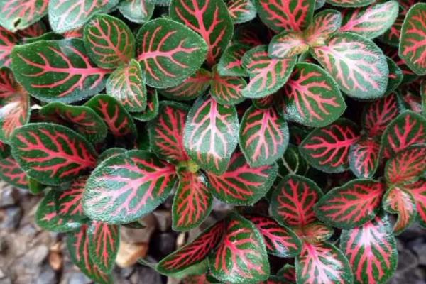 怎么修剪爆盆的网纹草,可剪除枝叶顶端的幼芽