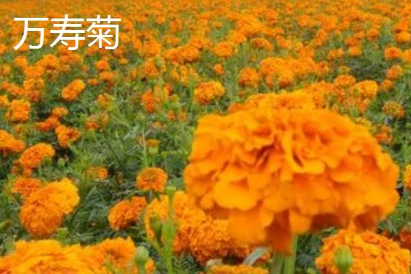 万寿菊和孔雀菊有什么区别,万寿菊是一年生植物、孔雀菊是多年生植物