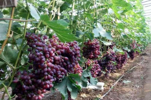 葡萄的种植方法，冬夏两季适合给葡萄修剪