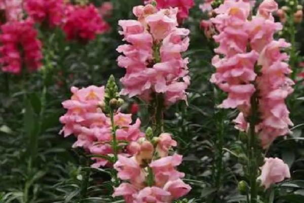 金鱼草的花期，6-7月和9-10月份都会开花