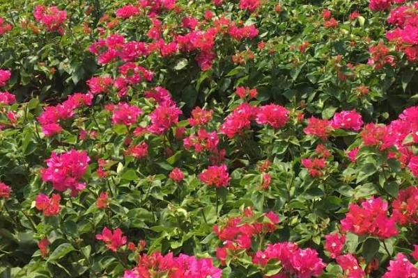 地栽三角梅的养护方式,无需过多的水分供给